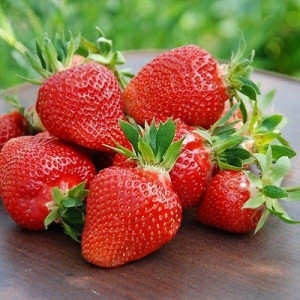 Саженцы Клубника Флёр (Не ремонтантная/Ранняя)