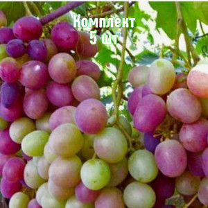 Саженцы Комплект 5шт / Виноград Карамол