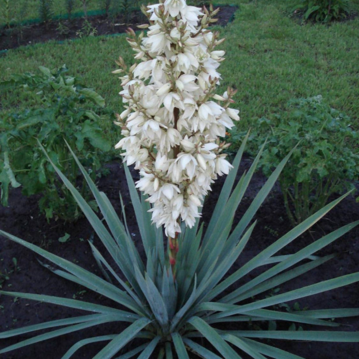 Юкка Нитчатая (Yucca filamentosa) - Прекрасный выбор для сада Юкка Нитчатая (Yucca filamentosa) - Прекрасный выбор для сада
